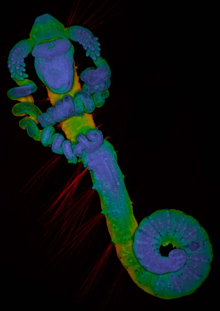 Illustration for article titled The Alien and Eerie Beauty of the Year's Best Microscopic Photos
